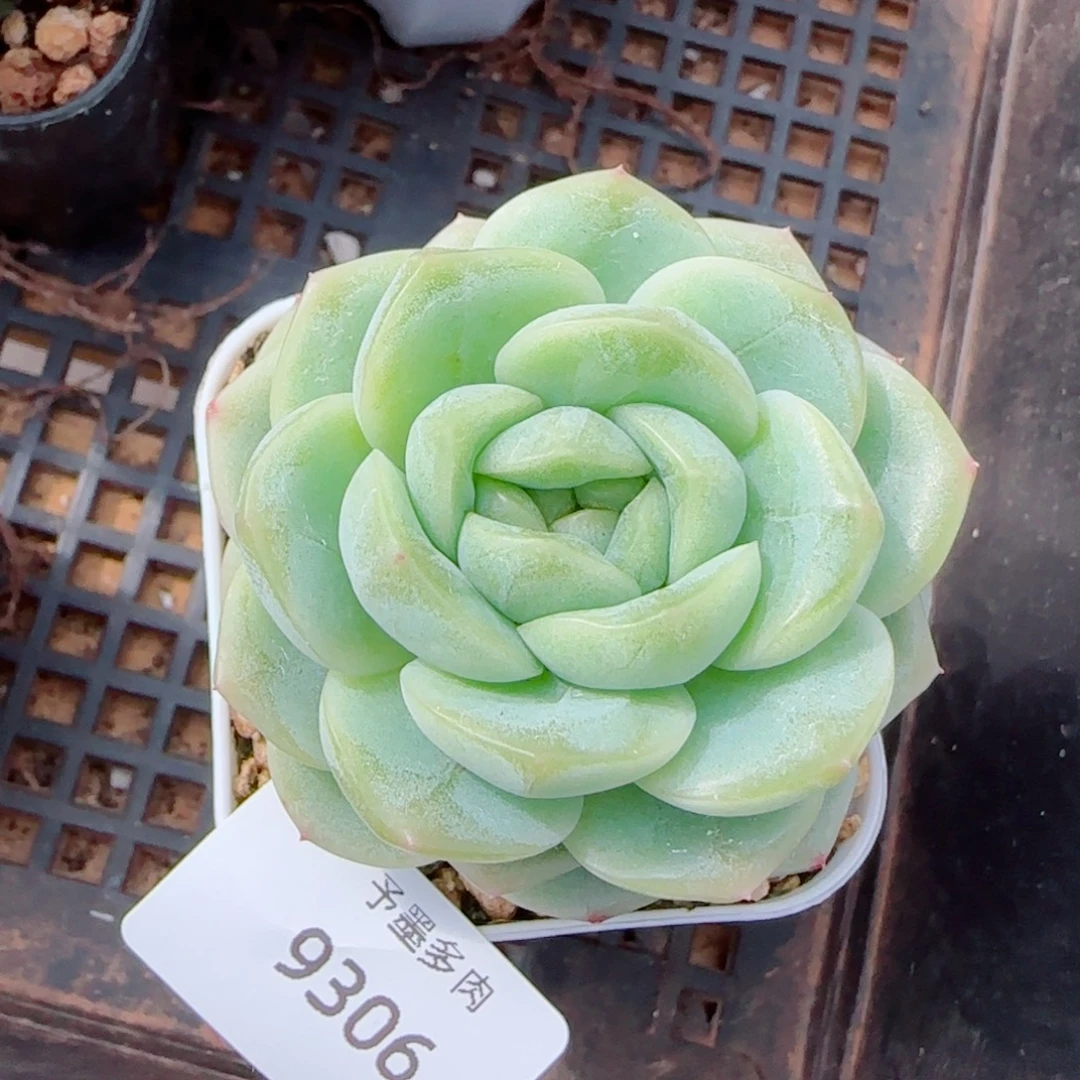 财富密码，9306多肉植物