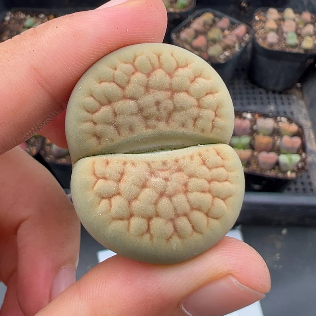 灵***犀6.29好看的多肉脱土发货