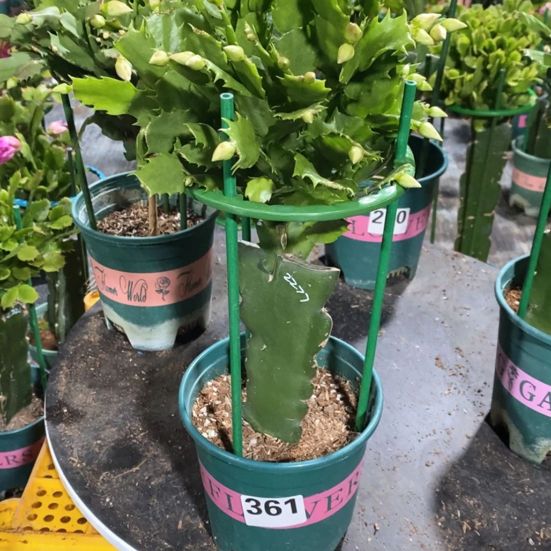 【闪购商品】当前无花朵，栽培后可花朵罗*361嫁接2277