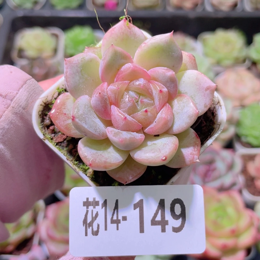 花利美14-149珍妮