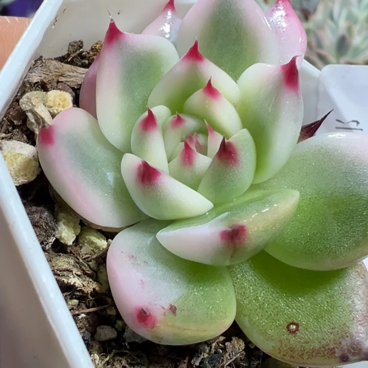 吉娃娃锦多肉植物1837