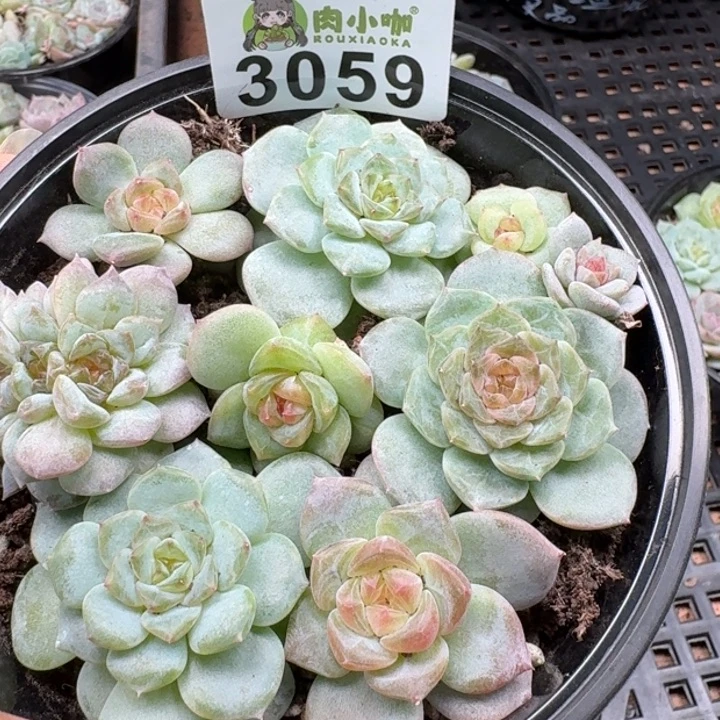 多肉植物多肉植物