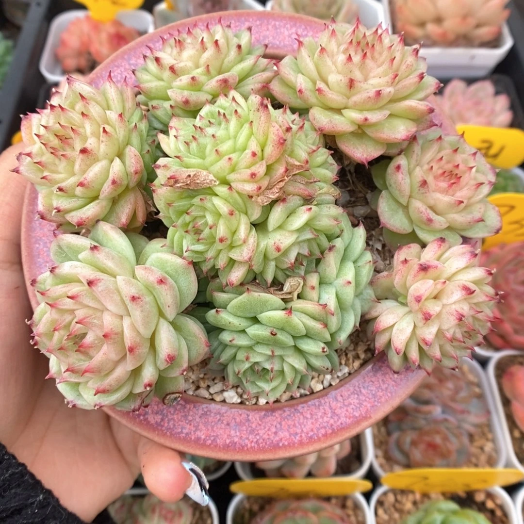 油透麦秆群生324号。