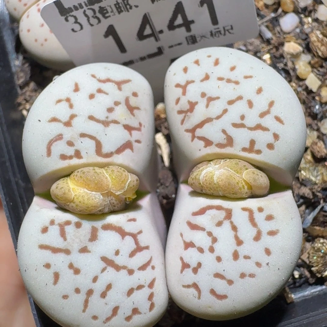 zzzz精品生石花1441