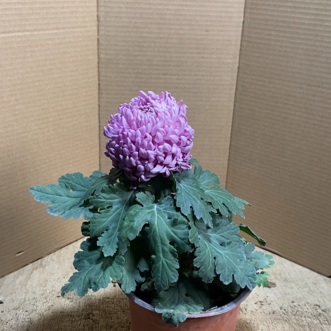 完全开放000000077