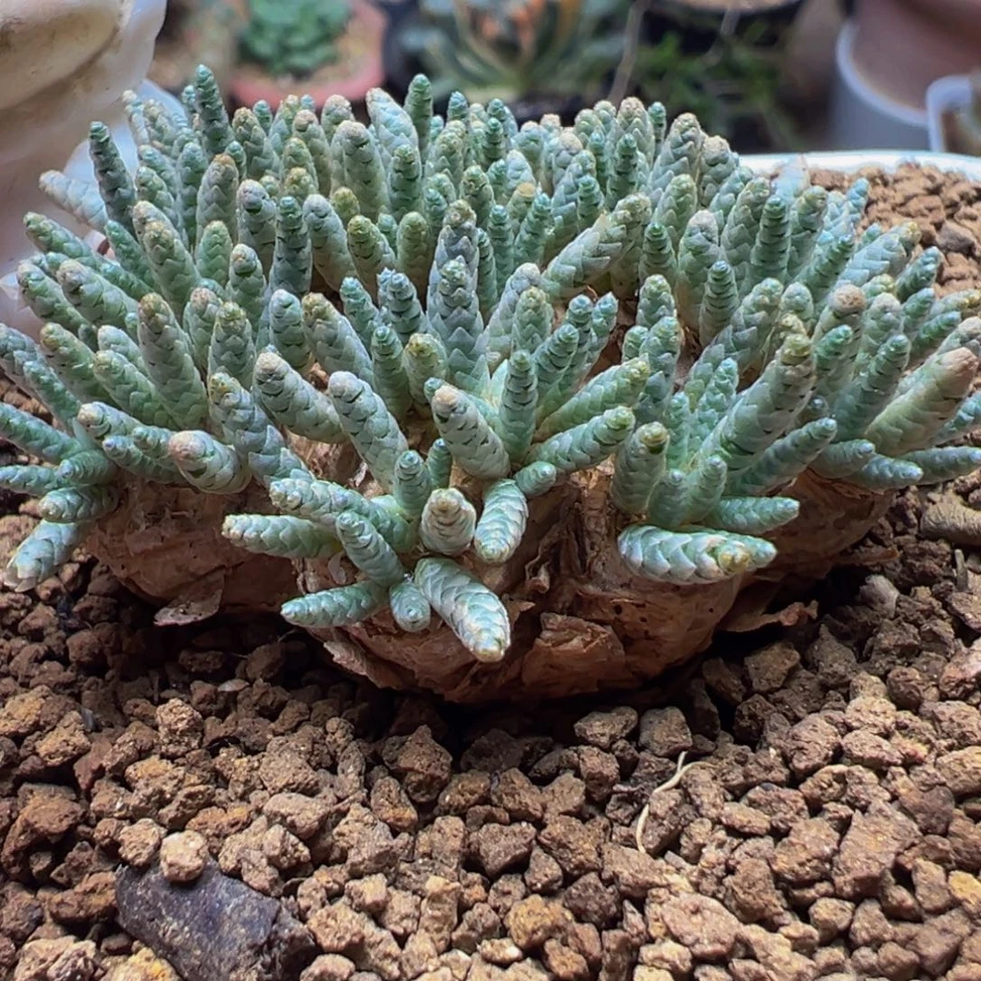 4.5厘米韧劲带盆多肉