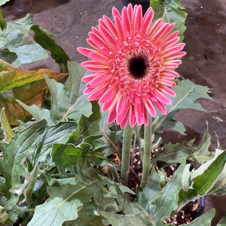 原盆原土一加仑非洲菊桃妖