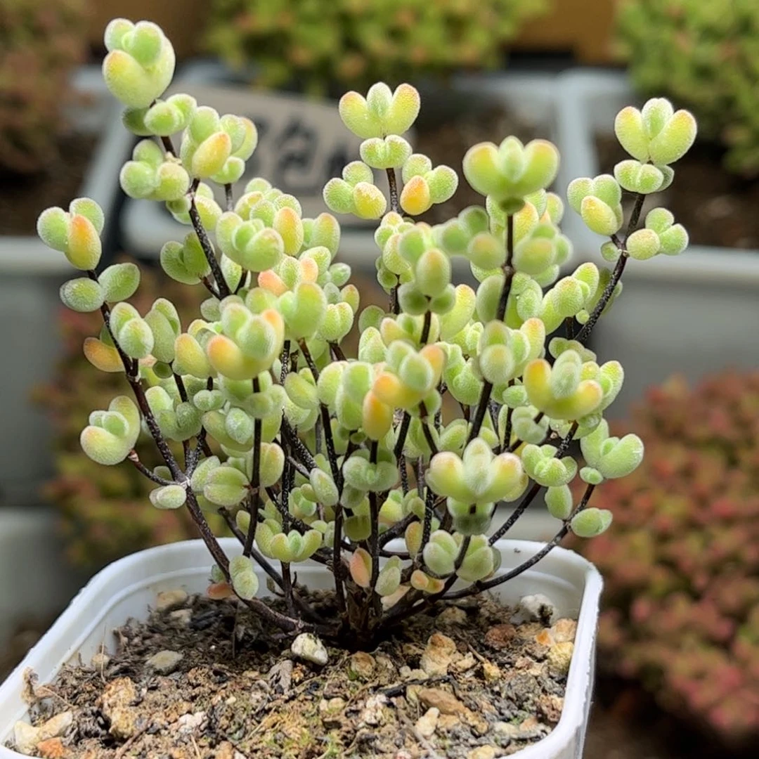 31实生莱斯优选枝干