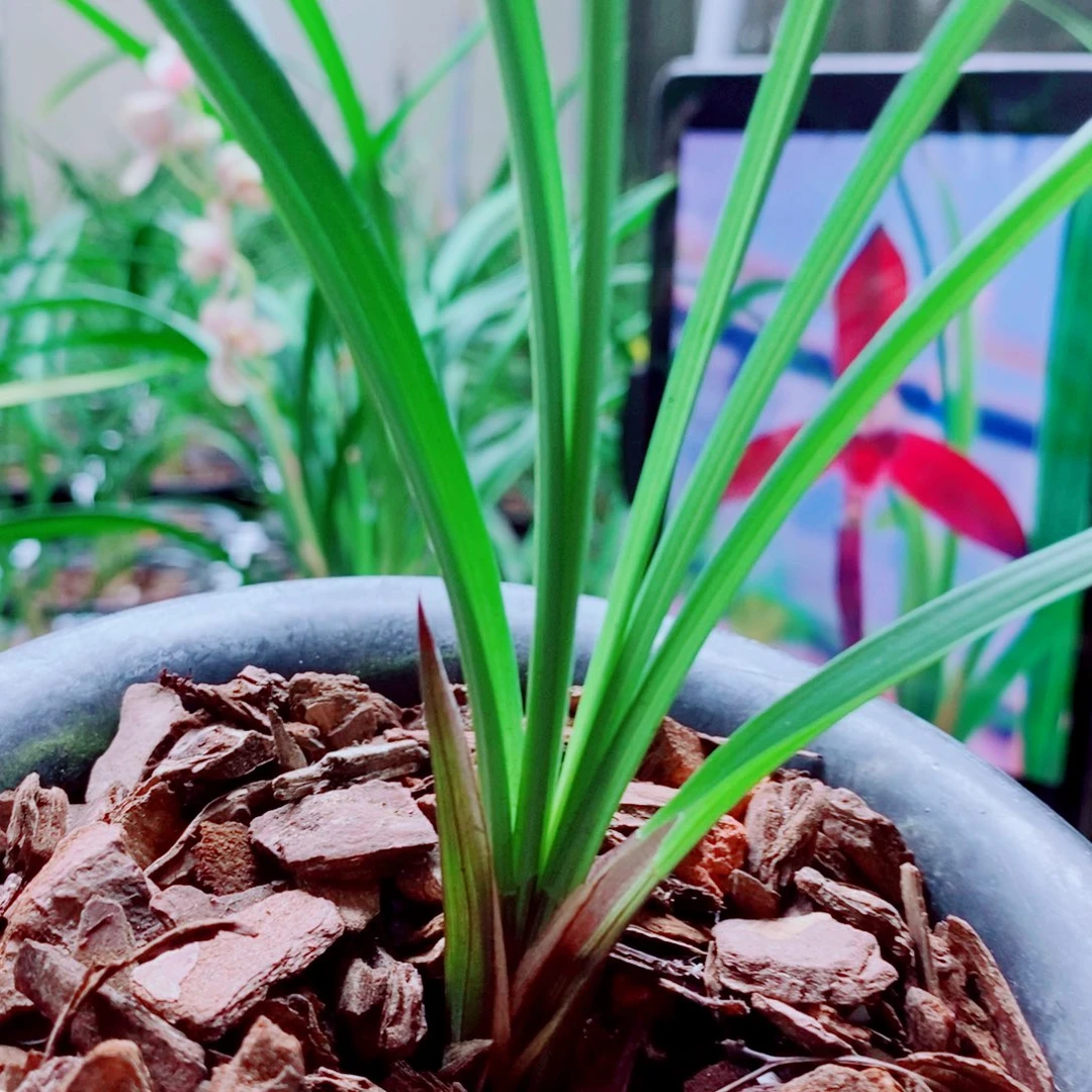 当前无花栽培后可以开花