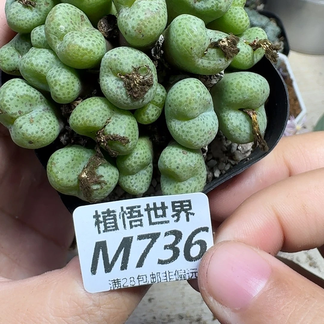 多肉植物的润泽fbnn