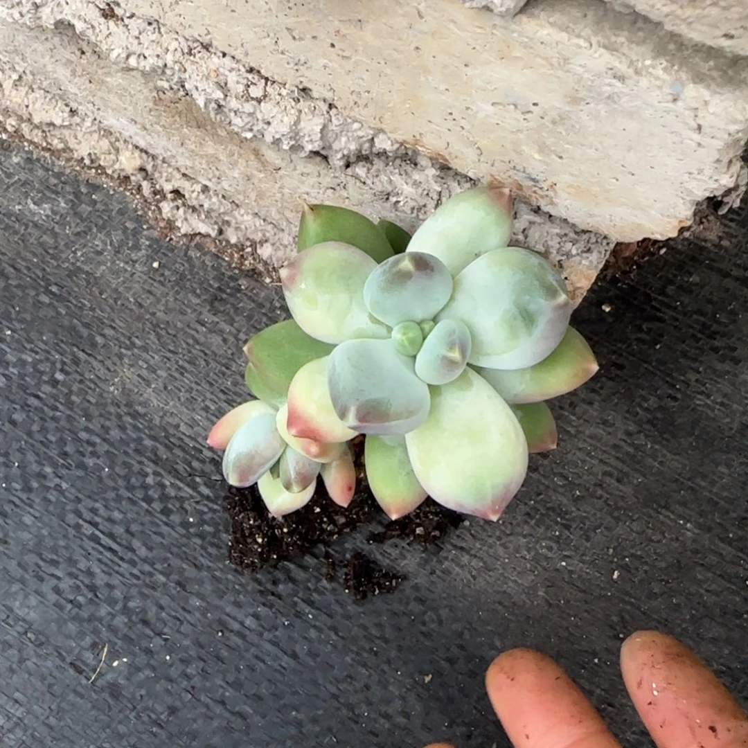 庄****多发植物多肉植物