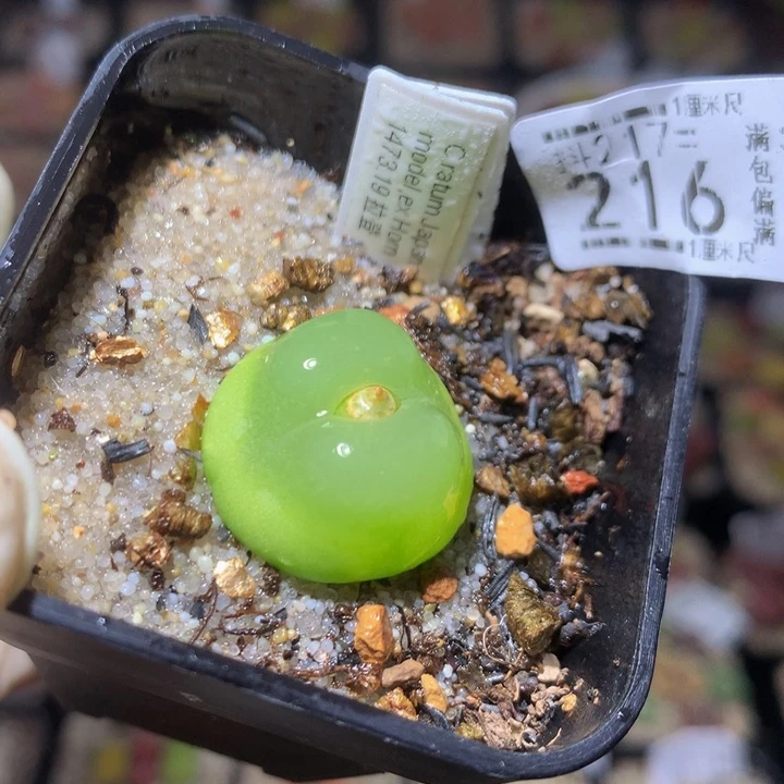 精品生石花217.216