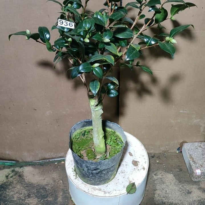 936多色传奇，原盆原土发货，不包邮