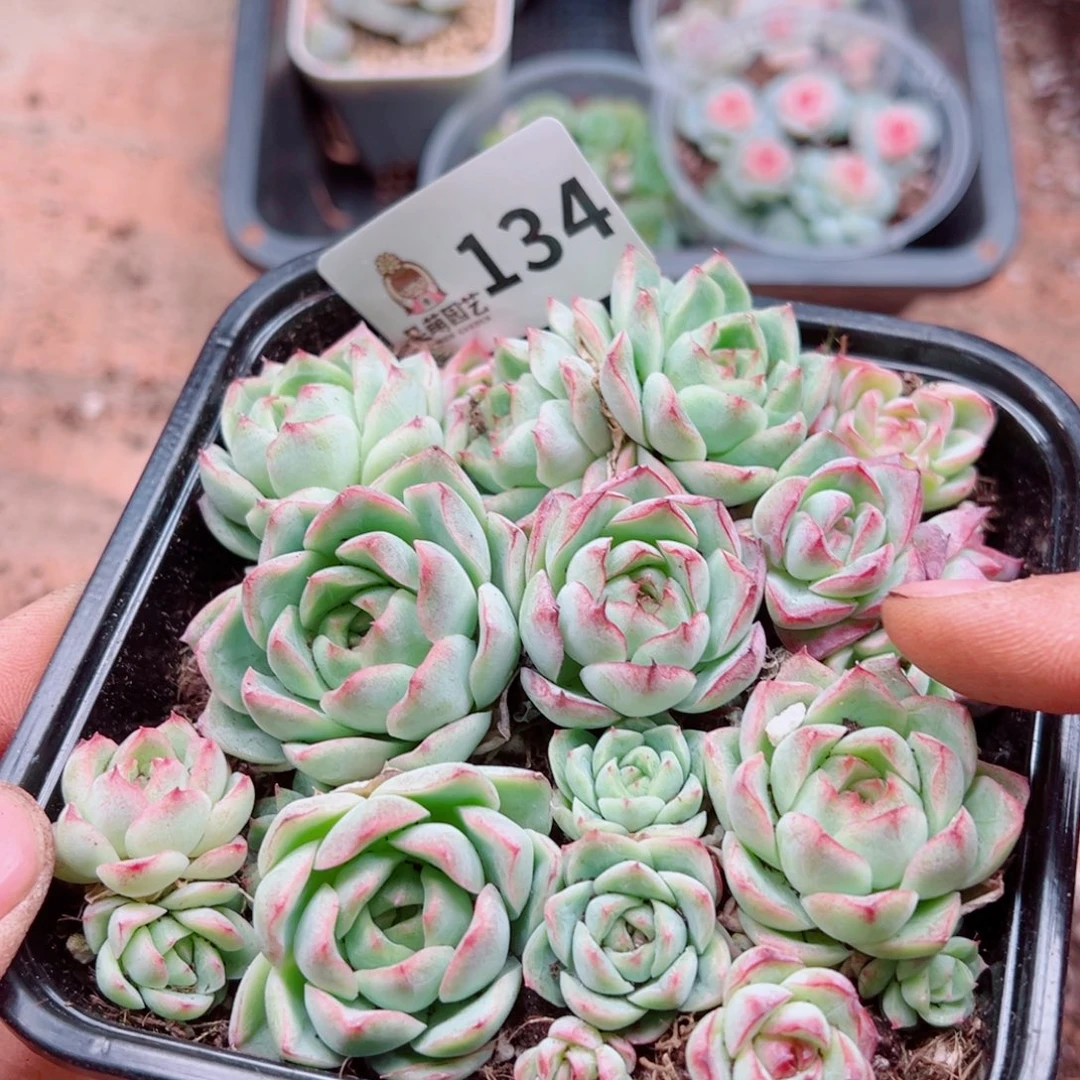 多肉植物多肉植物