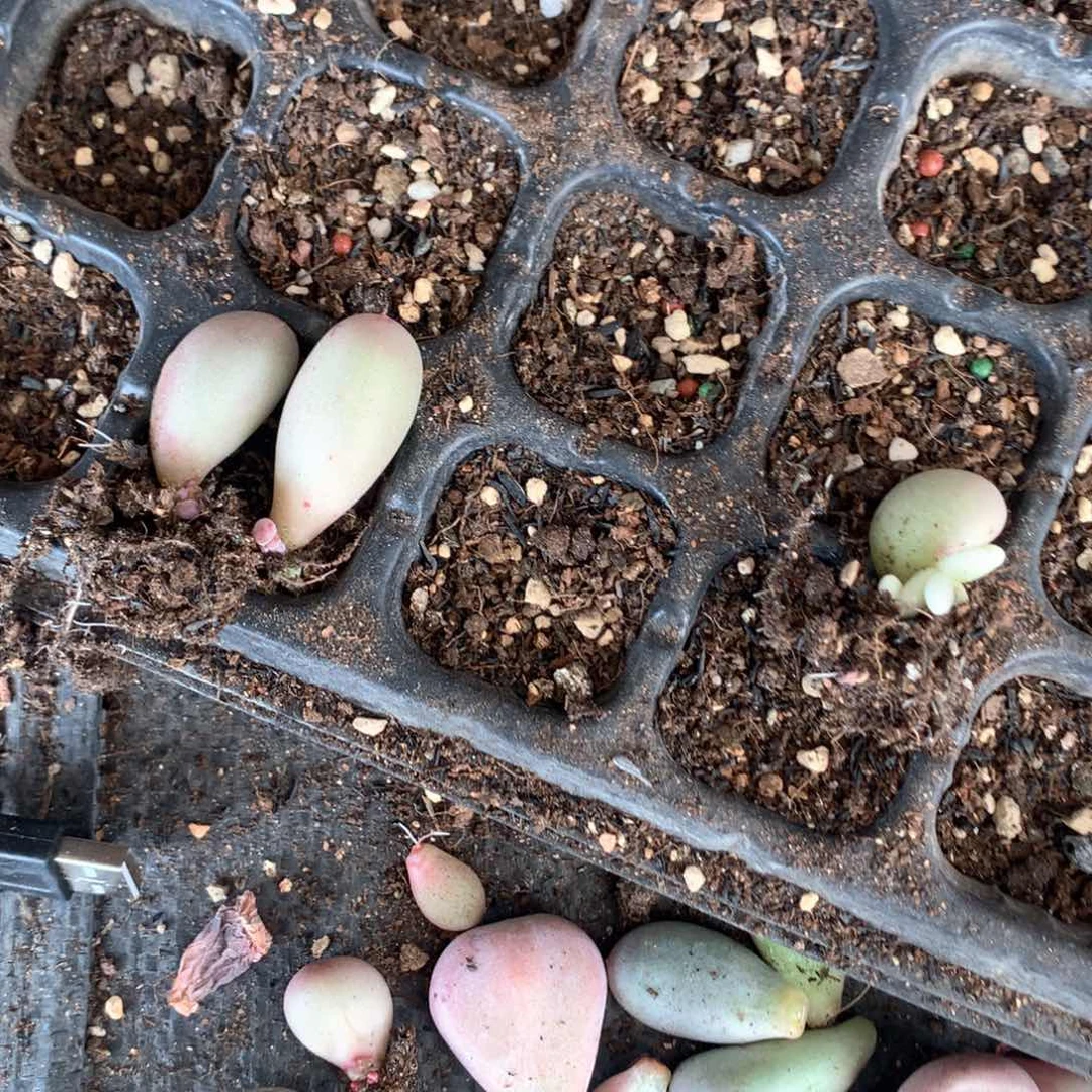 明*橘色叶片，米可奶酪