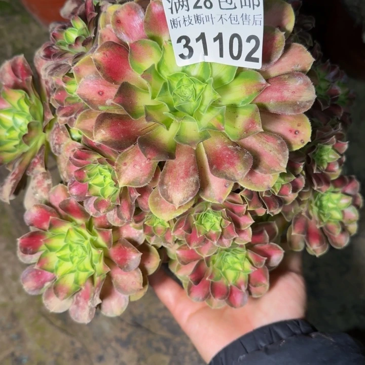 31102韶华不包断枝