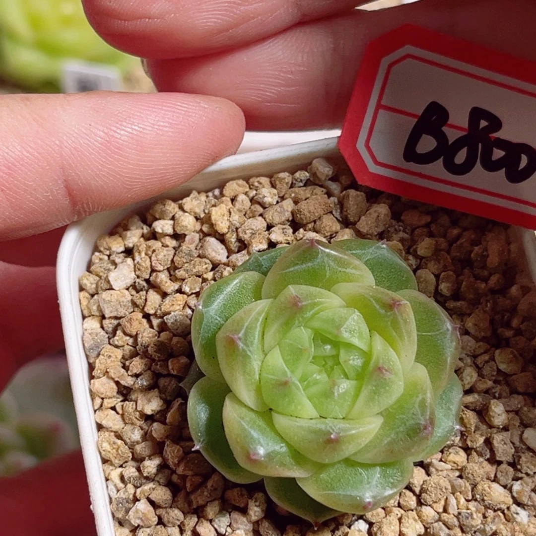 B800 一物一拍 清行