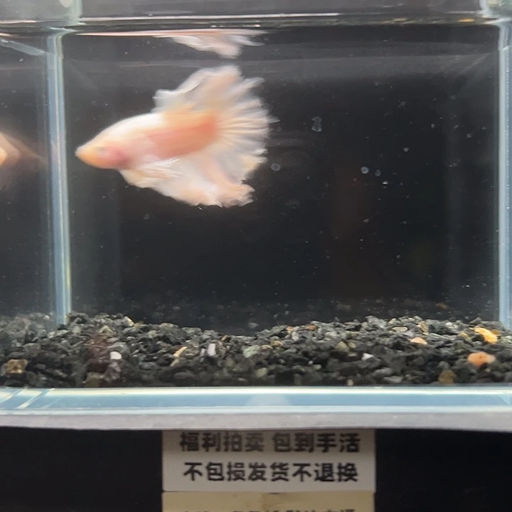 斗鱼竞拍跑单拉黑25日121