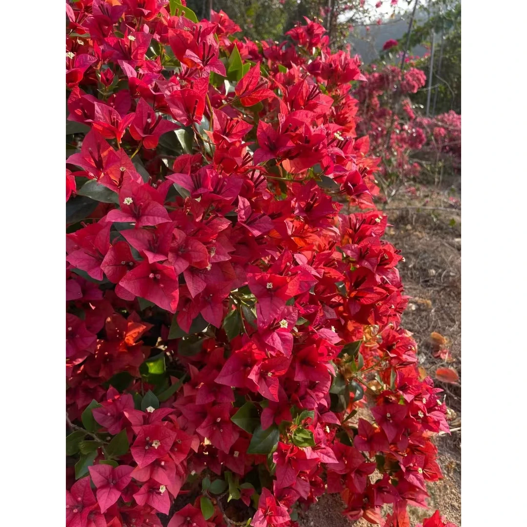 三角梅勤花品种【佩德罗】带土带根带叶不带花