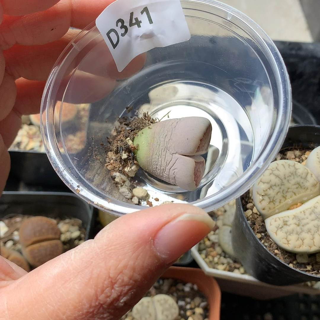 肖*D341多肉植物保护