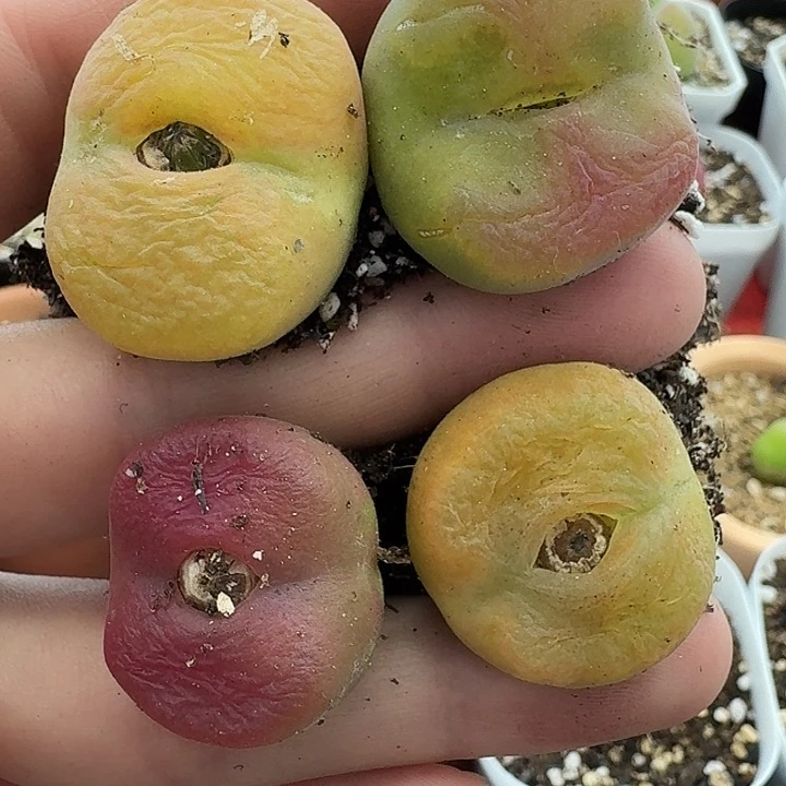 ?老马生石花蟠桃1827