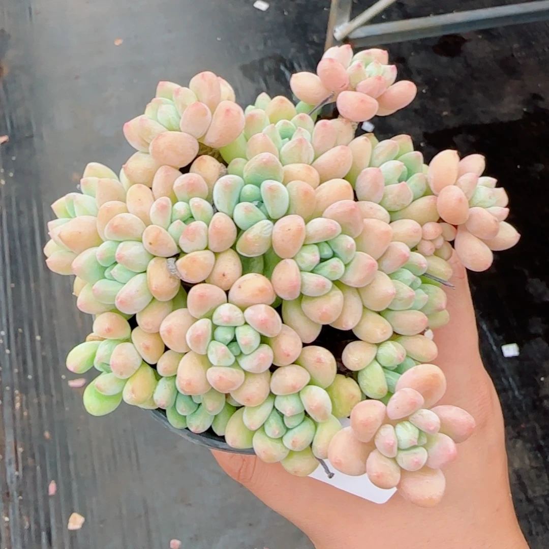木糖醇，8204多肉植物