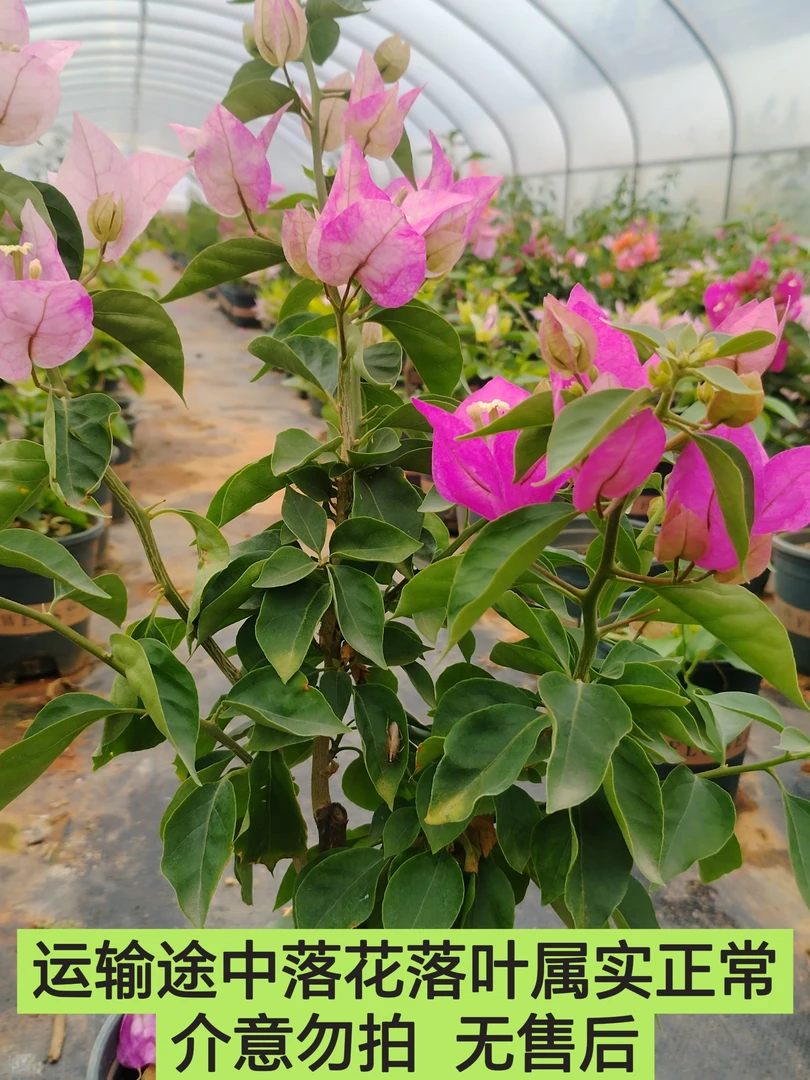【末代皇后—周】三角梅介意运输途中落花落叶光杆轻微折枝勿拍