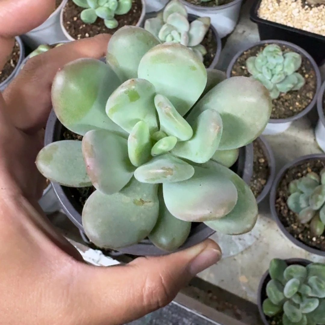 X系列美人新品 一物一拍