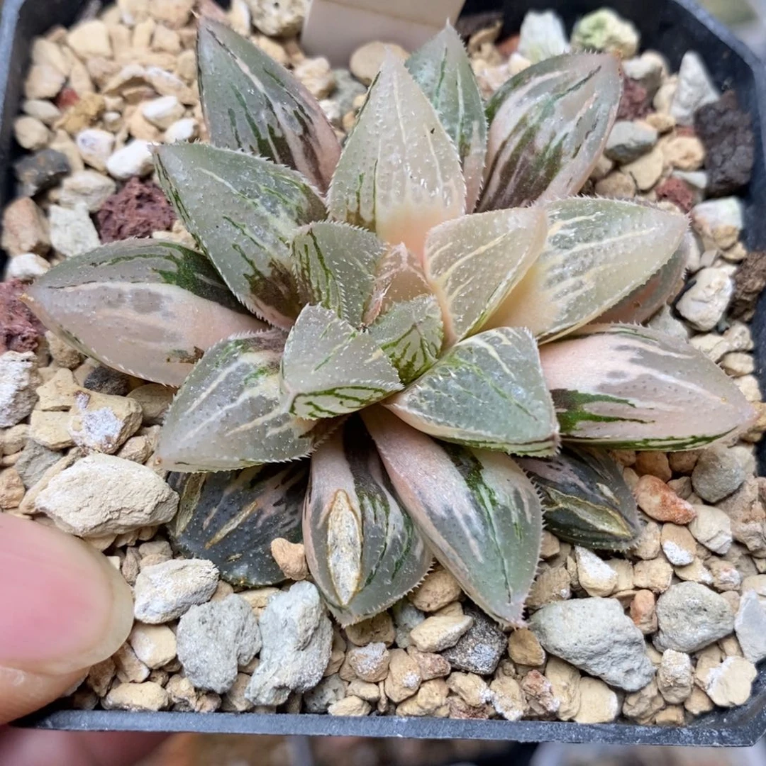 380冰沙糖锦一物一拍