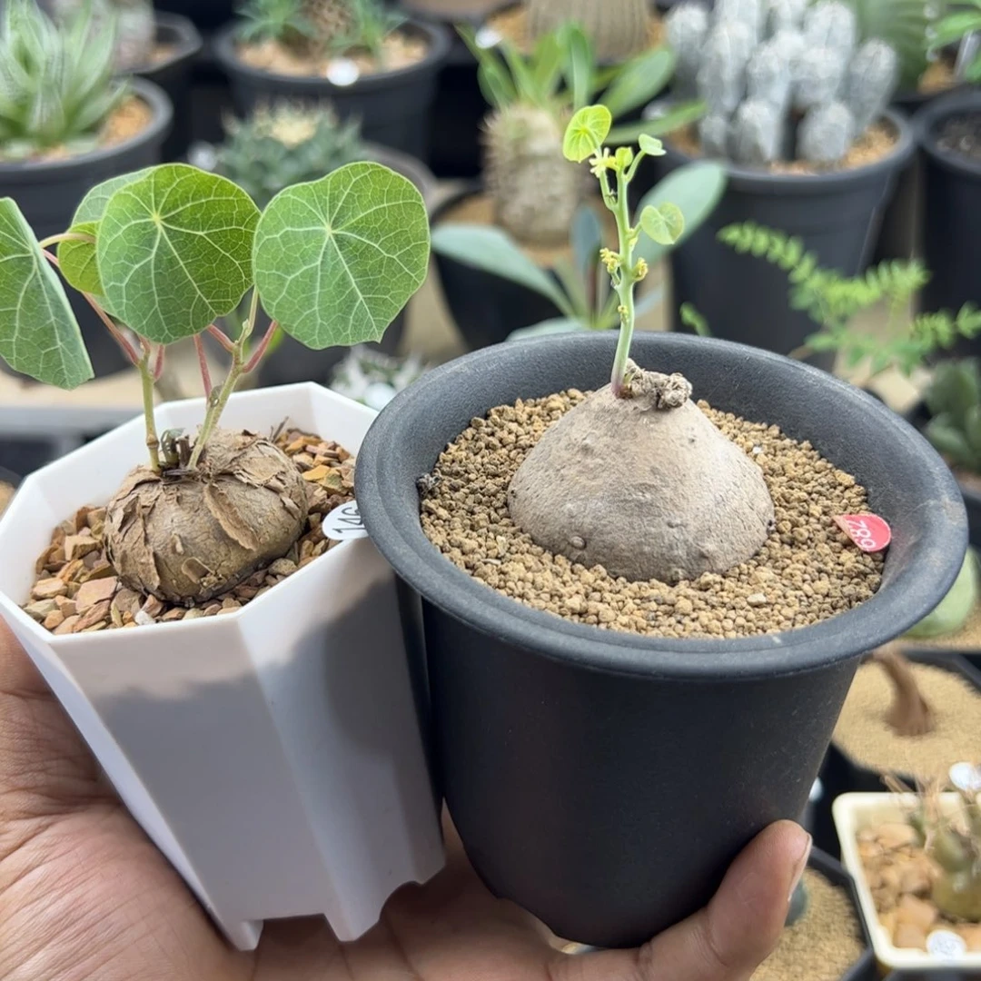 赵***结素可泰加冰蓝龟两颗