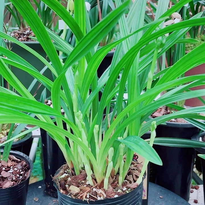 用***8无花朵一物一漂亮开花