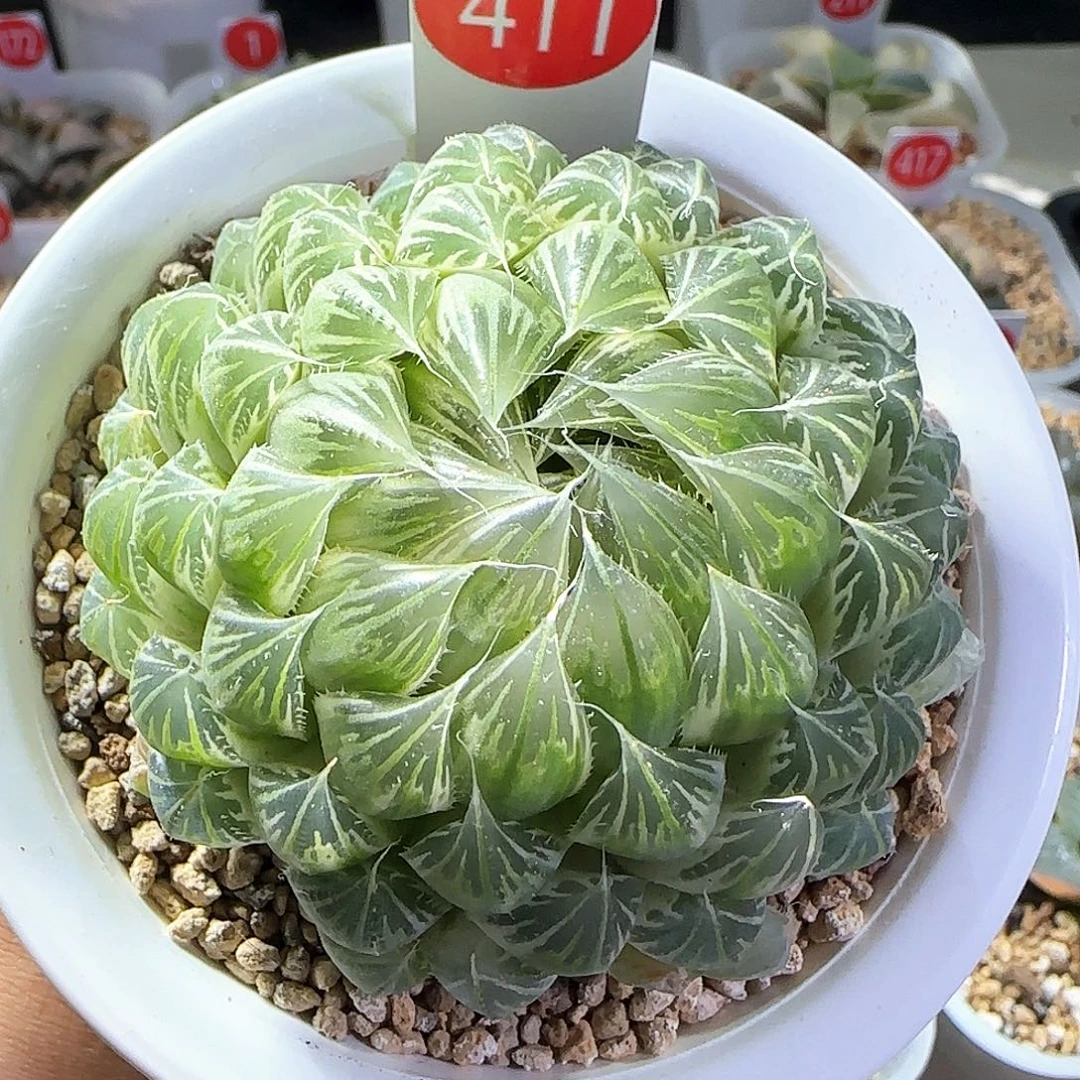411号糊斑花蝴蝶一物一拍带盆土