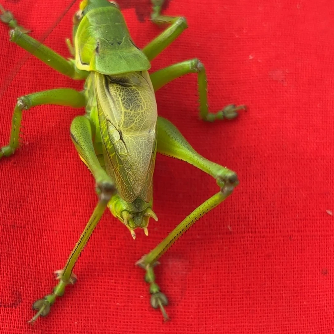 W***q蝈蝈蝈蝈福福价格