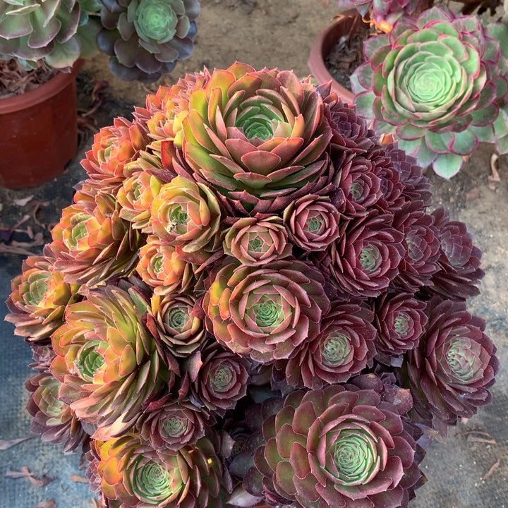 不包损382号桃花石手捧老桩