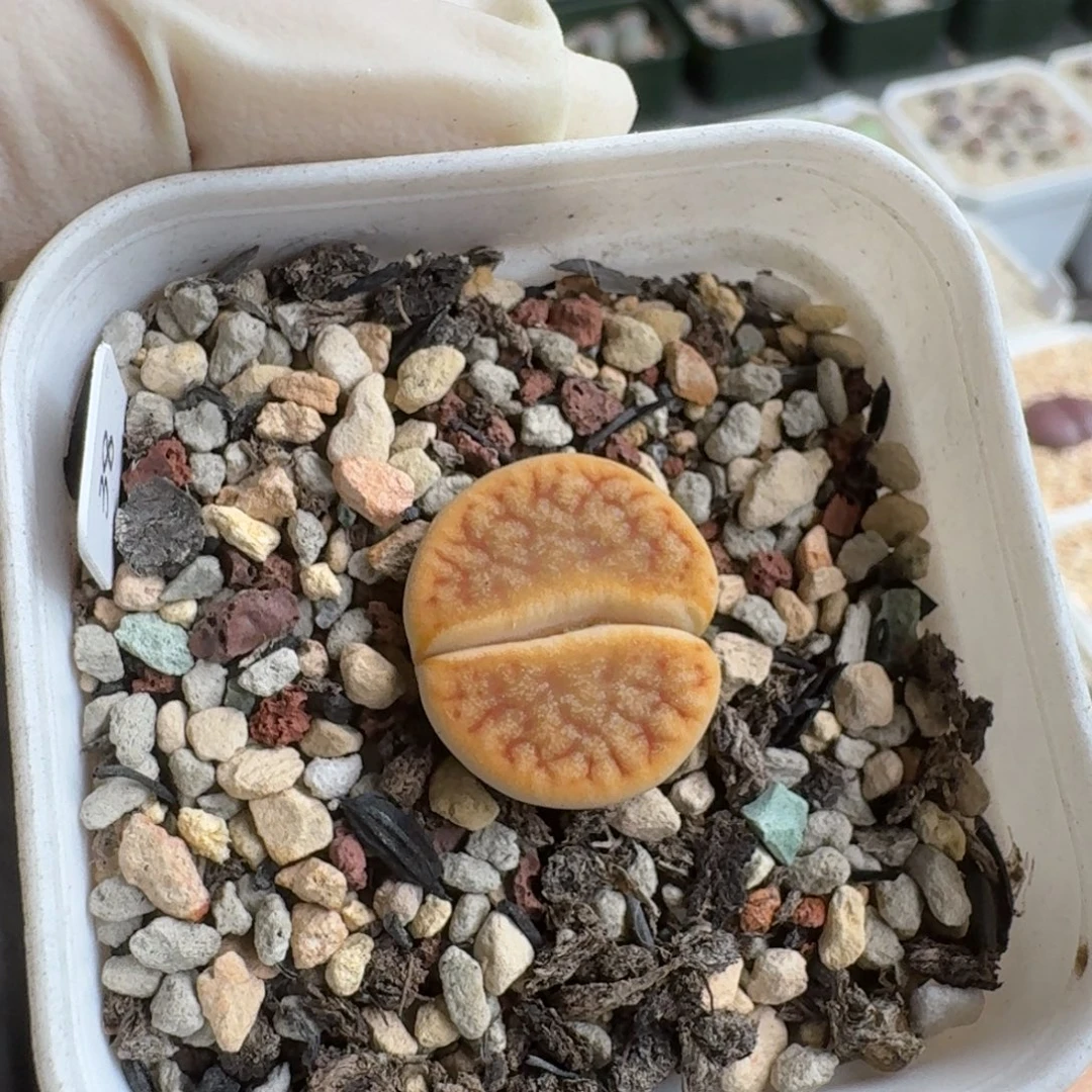 时***苒1117-051生石花花