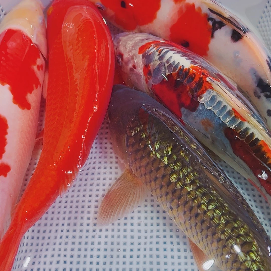 锦鲤锦鲤冷水鱼观赏