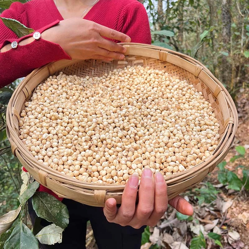 野生深山川贝250g正宗无硫阿坝川贝母特级小川贝母颗粒川贝粉咳嗽