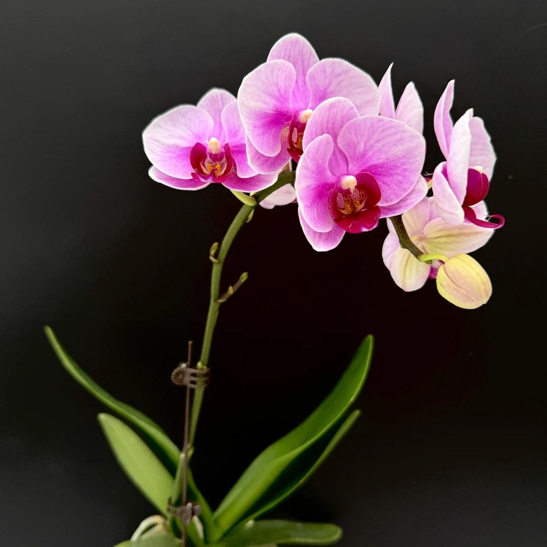 予兰花卉（宝贝）带花带花苞3.0寸杯发货AA