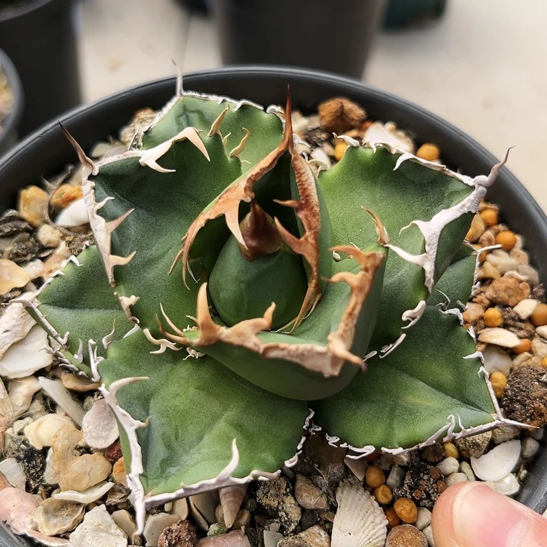 潮流植物控养立可白，