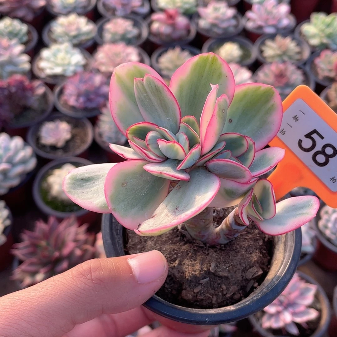 瑞蝶锦58号多肉植物