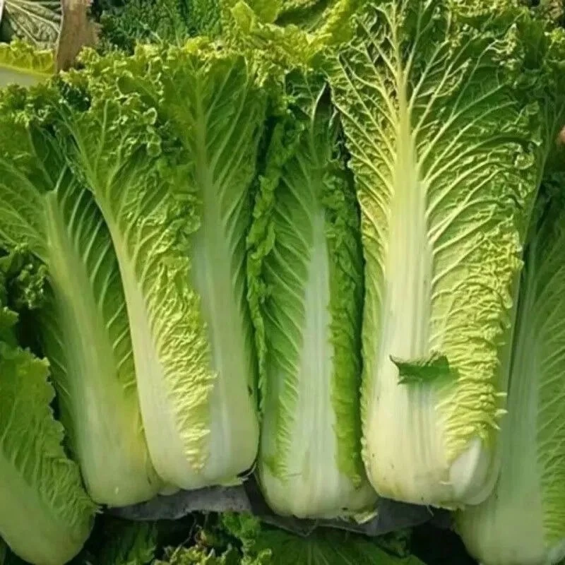 贵州高山青麻叶白菜新鲜现摘现发绿叶菜