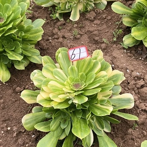 翡翠琉璃花脸捧花61