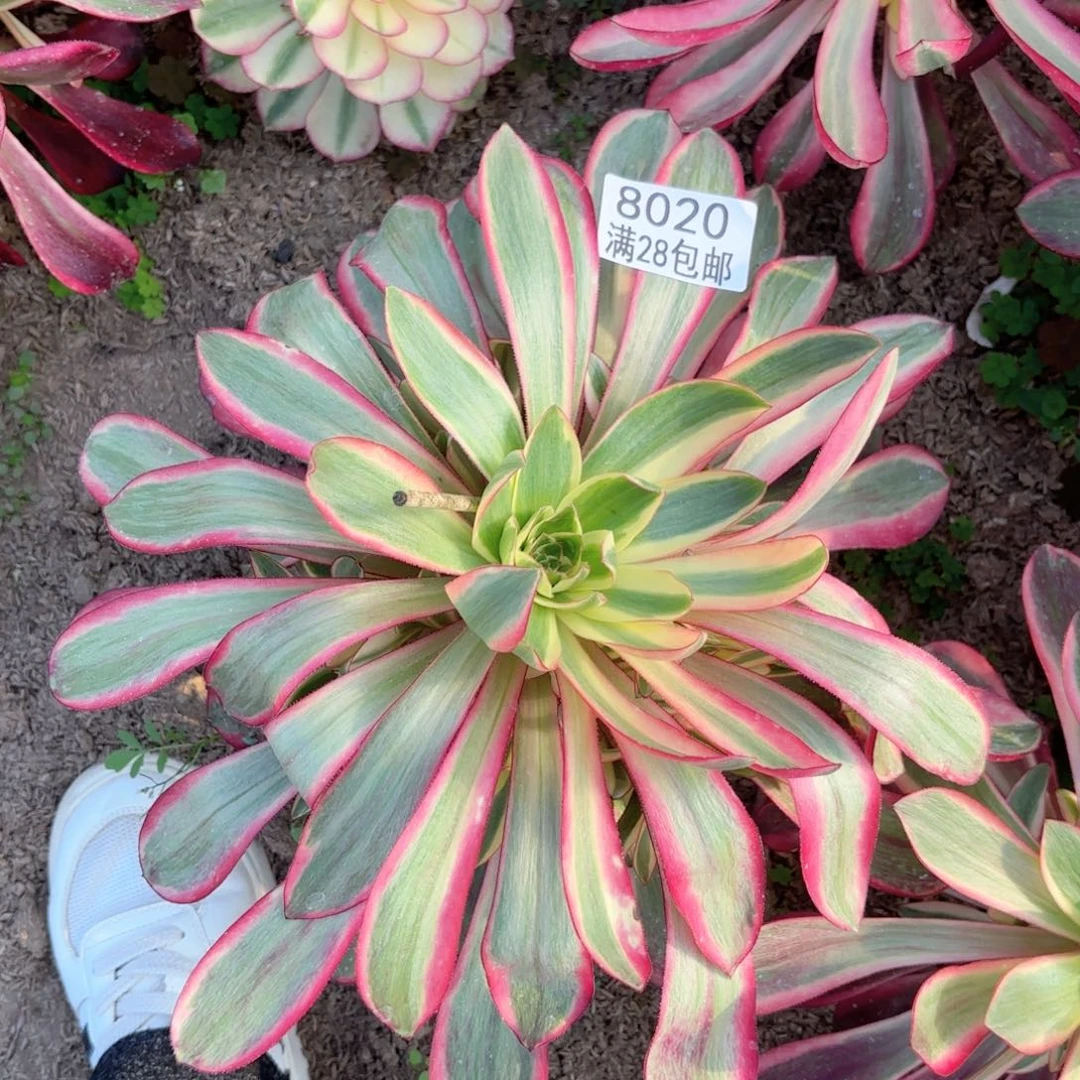 D. 8020红魔女多肉