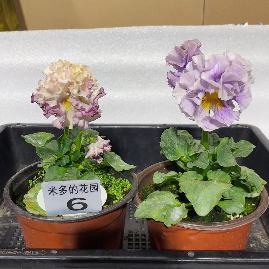 少量开放大部分花苞6