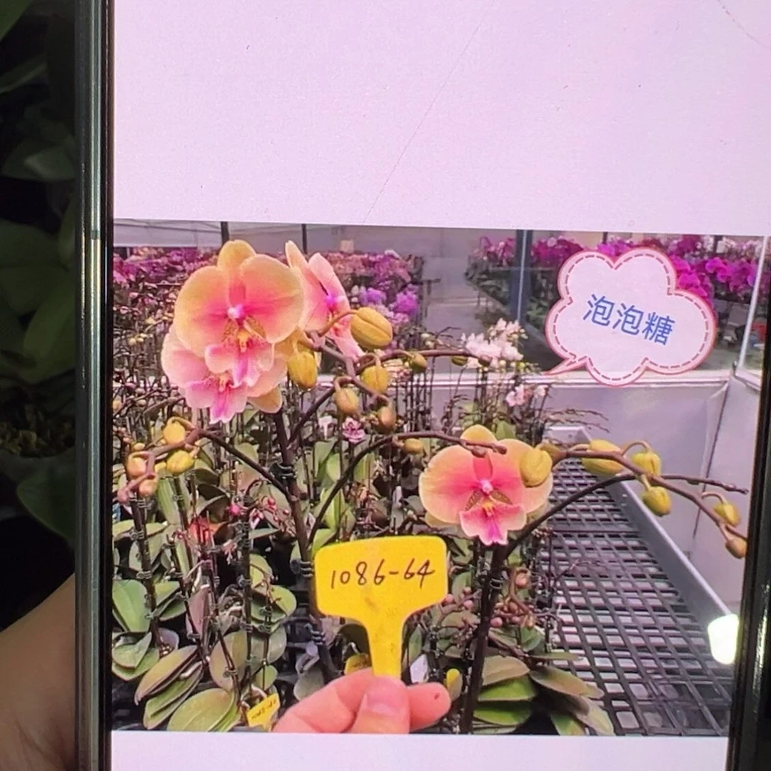 当前无花栽培后可以开花浮力泡泡糖带剑凑单发货