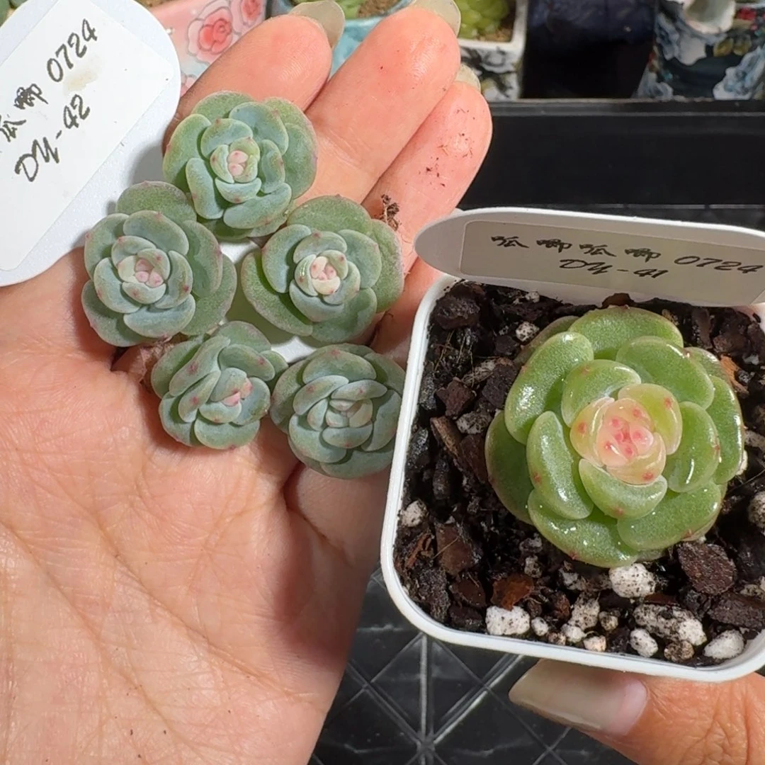 0724-042-汉白玉量拍（七天售后）