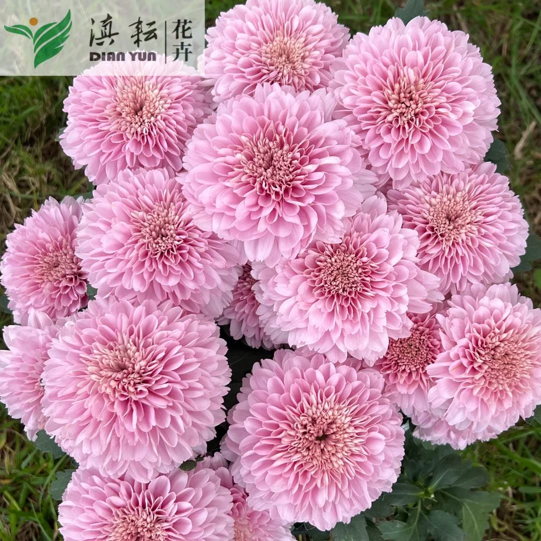 卡林巴盆栽荷兰菊耐热耐寒多年生菊花新手易养护四季开花基地直发