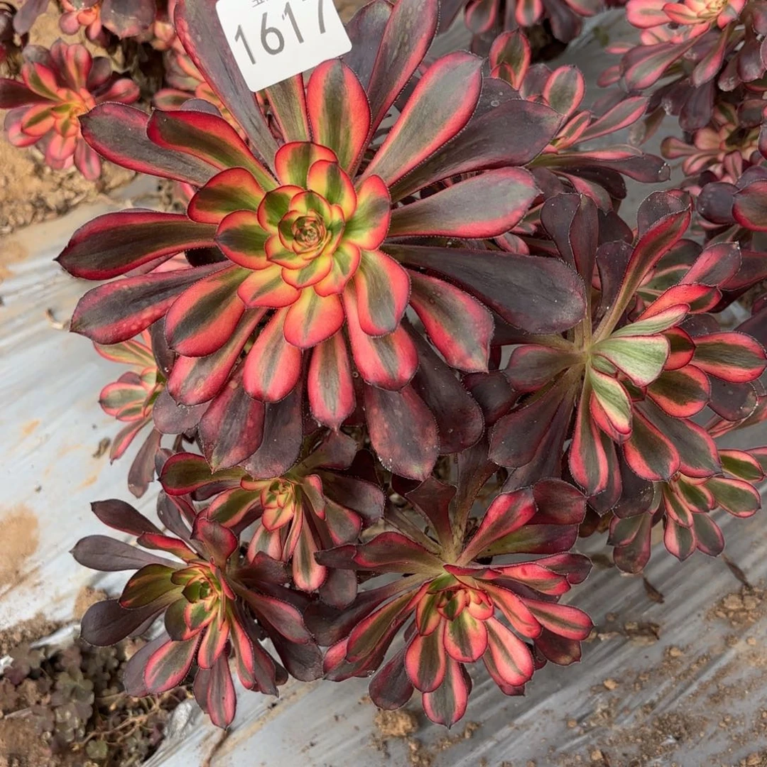 浮***怒香奈儿一物一拍1617一号捧