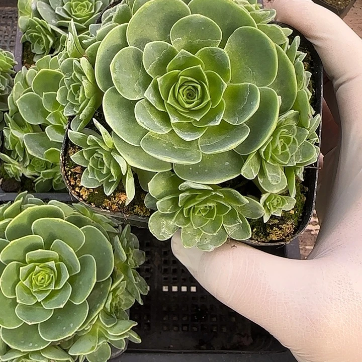 山地玫瑰捧花群9侧芽起，带盆发1颗，量拍