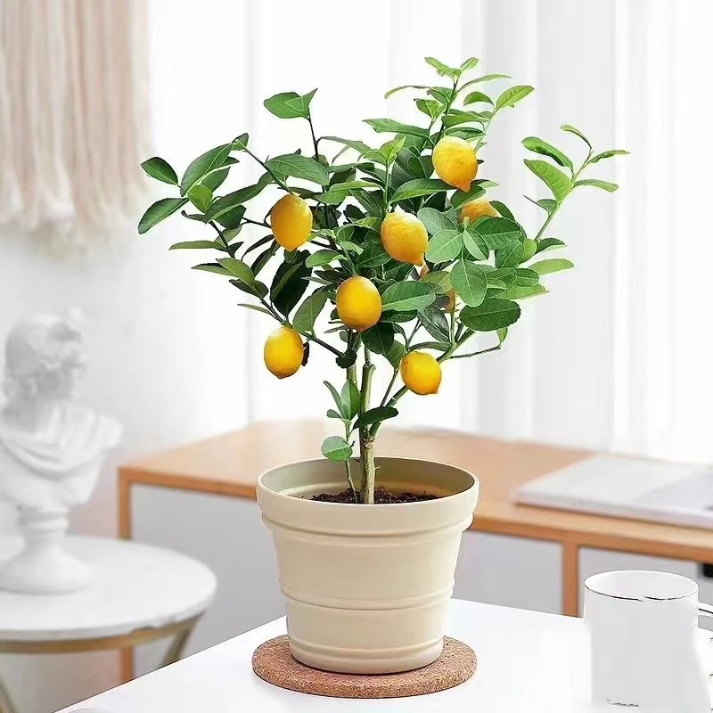 带花苞香水柠檬树盆栽室内绿植果树苗阳台种植